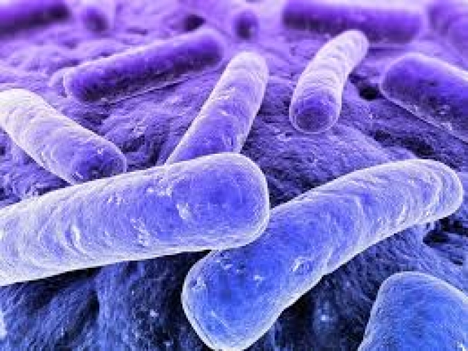 Clostridium difficile